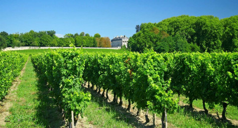 Domaine Chateau Falfas