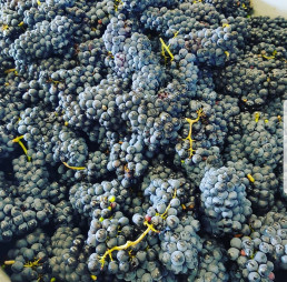 Domaine Rossignol-trapet