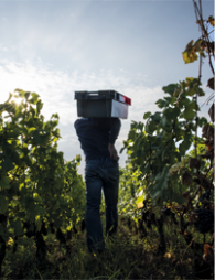 Domaine Chandon de Briailles