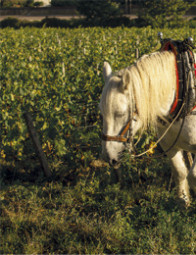 Domaine Chandon de Briailles