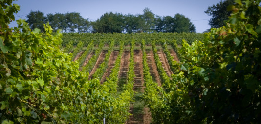 Domaine Chateau Falfas