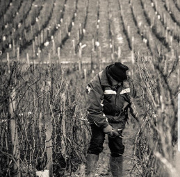 Domaine Saumaize-Michelin