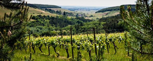 Domaine Rossignol-trapet