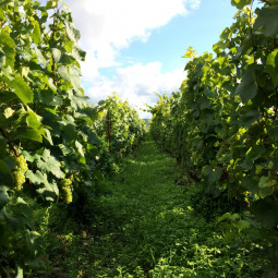 Domaine Larmandier-Bernier