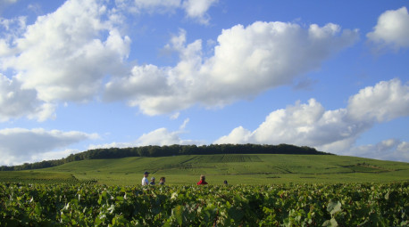 Domaine Guillemot-Michel