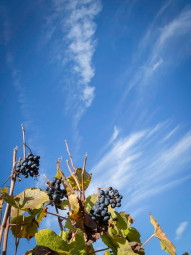 Domaine Champagne Fleury