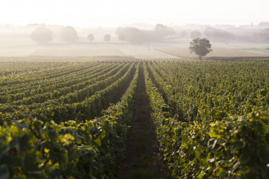 Domaine Guillemot-Michel