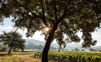 Domaine Chateau Gasqui