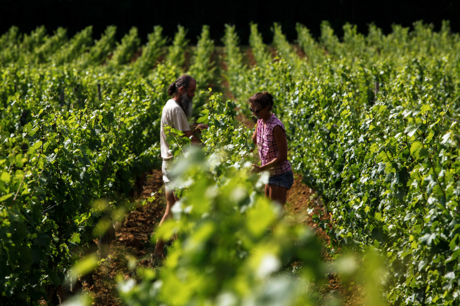 Domaine Guillemot-Michel, partenaires biodynamiques de Subtil