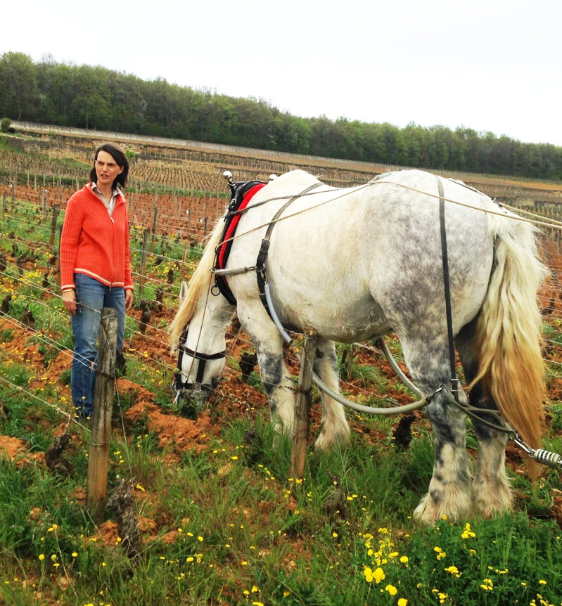 Domaine Chandon de Briailles, partenaires biodynamiques de Subtil