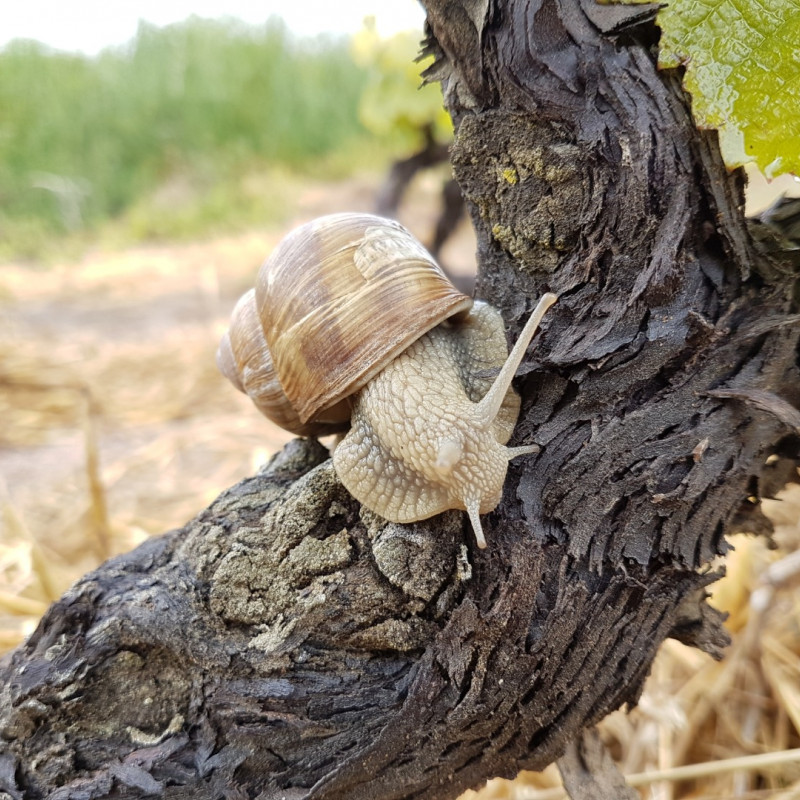 C'est quoi exactement la biodynamie ?