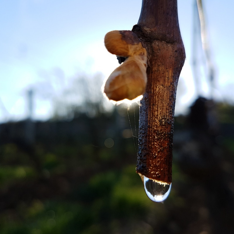 C'est quoi exactement la biodynamie ?