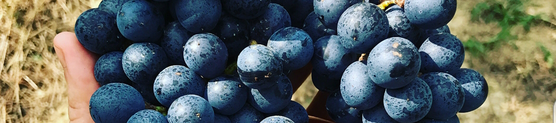 Côtes de Provence « Roche d'Enfer Blanc de Blancs »