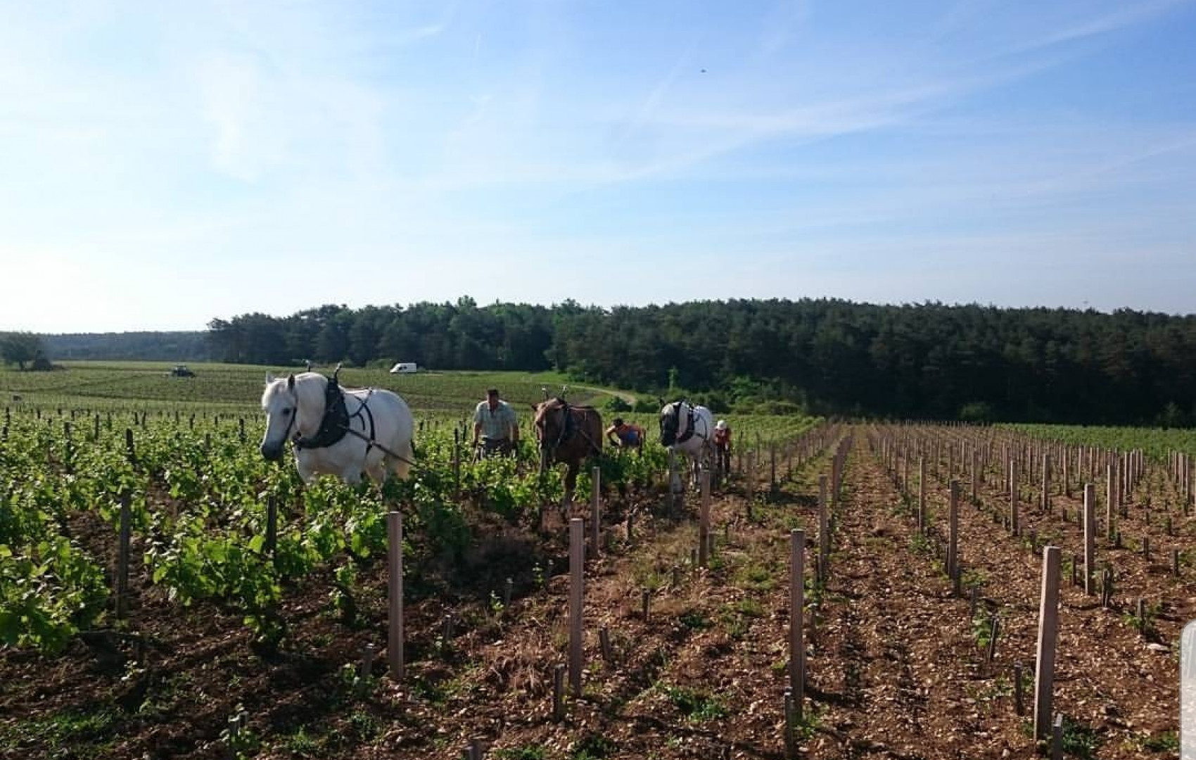 Domaine Champagne Fleury