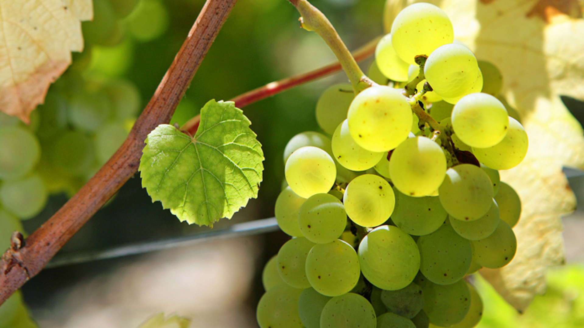 Domaine Les Bruyères