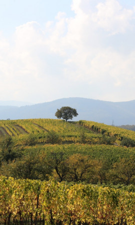 French biodynamic wines Alsace