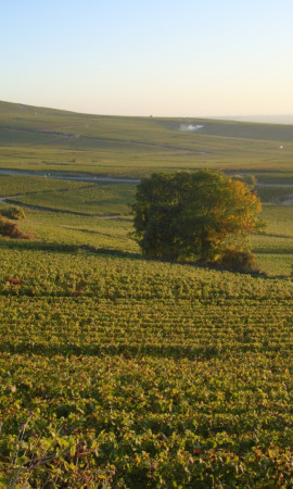 Vins biodynamiques Champagne de France