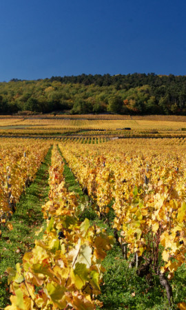 Vins biodynamiques Bourgogne de France