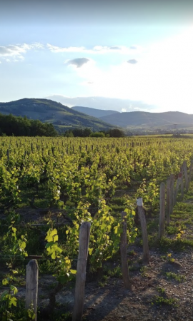 French biodynamic wines Rhône Valley