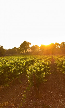 French biodynamic wines Provence