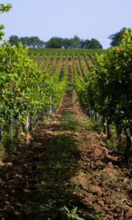 French biodynamic wines Bordeaux